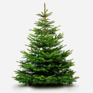 Juletræer i alle størrelser